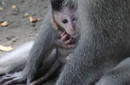 Baby Monkey, Ubud | by Flight Centre&#039;s Katrina Imbruglia