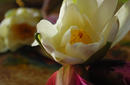 Lotus Flowers, Ubud | by Flight Centre&#039;s Katrina Imbruglia