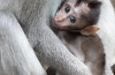 Monkey Forest, Ubud | by Flight Centre&#039;s Talia Schutte