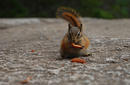 Squirrel, British Columbia | by Flight Centre's Fiona Bounsall