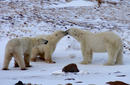 Polar Bears | by Flight Centre's Aiko Fordyce