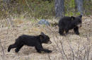 Black Bear Cubs, Jasper National Park