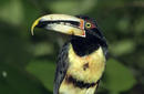 Toucan