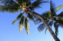 Coconut Trees | by Flight Centre&#039;s Stephen Bullock