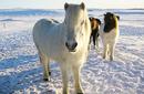 Icelandic Horses | by Flight Centre's Klime Zilevski
