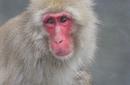 Snow Monkey, Hakuba | by Flight Centre's Joanne McNamee
