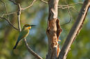 Bee Eater