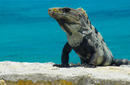 Iguana, Isla Murjeres | by Flight Centre's Hayley Heperi