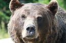 Grizzly Bear, Seward, Alaska, United States | by Flight Centre's Luciana Velardi