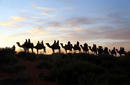 Camel Tour at Uluru | by Flight Centre's Jade Hateley