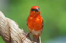 The Red Cardinal or Madagascar Fody