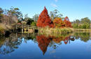 Autumn Colours, Swan Lake