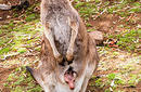 Kangaroo and her Joey, Bonorong Park | by Flight Centre's Talia Schutte