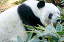 Giant Panda, Ueno Zoo | by Flight Centre&#039;s Tiffany Apatu